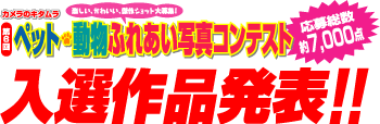 �t�̉ԃt�H�g�R���e�X�g