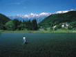 撮影地:長野県・白馬村 青鬼
