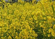 島根県江津市・椿祭り＆菜の花祭り