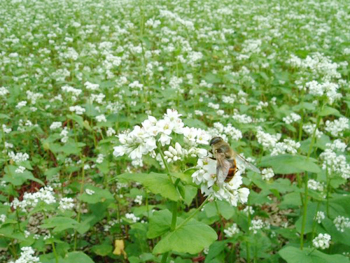 蕎麦畑開花