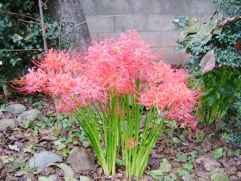 天上の華