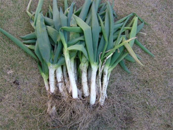 下仁田ネギ