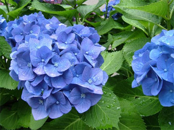 満開の紫陽花