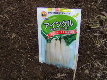 二十日大根