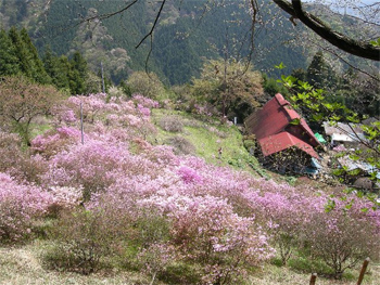 つつじの群落
