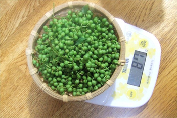 ８７ｇ