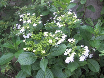 隅田川の花火