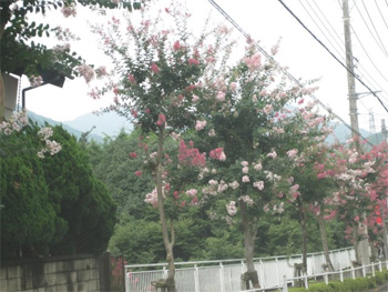 百日紅