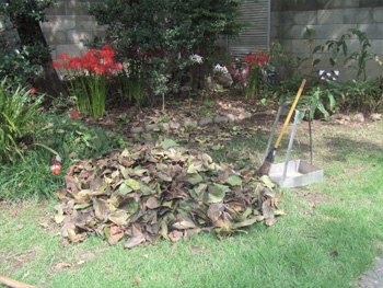 落ち葉