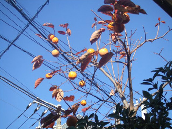 次郎柿