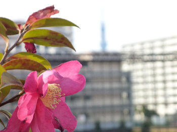 山茶花