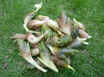 茗荷