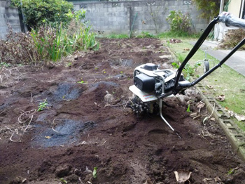 HONDA Pianta