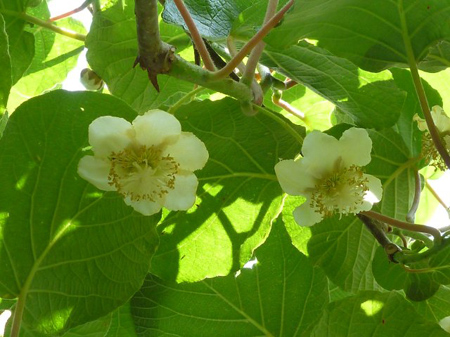雌花