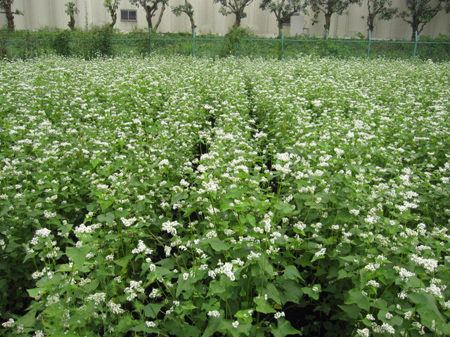 夏蕎麦の出来