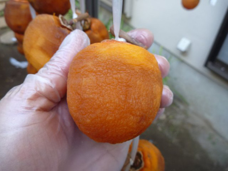 １２日目