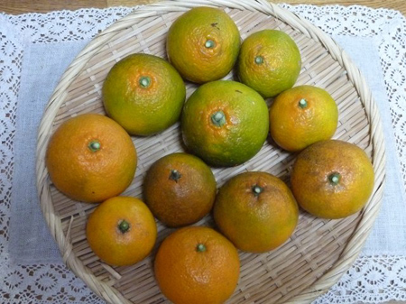 ミカン
