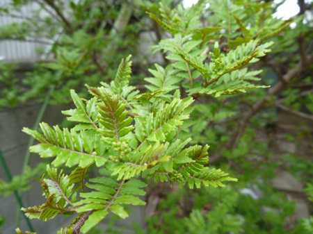 山椒