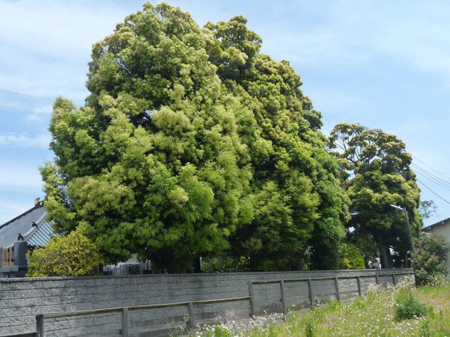 椎の木