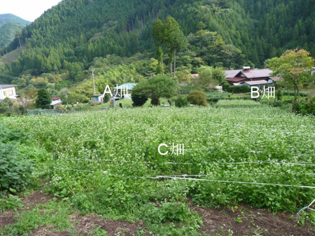 蕎麦畑