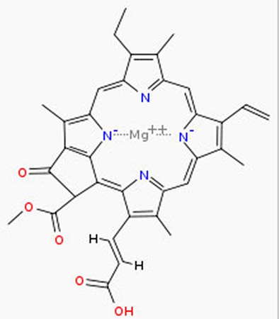 葉緑素の分子構造