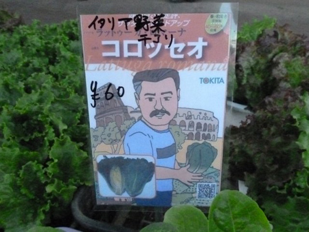 ラットゥーガ・ロマーナ