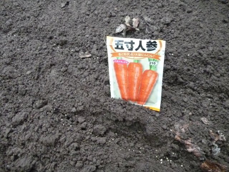 ニンジン