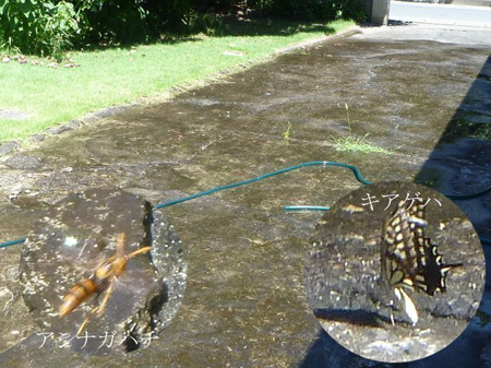 打ち水
