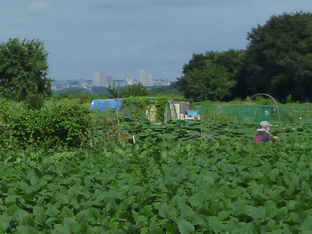 橋本