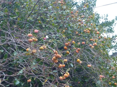 埼玉菜園（蜜蜂の空家）