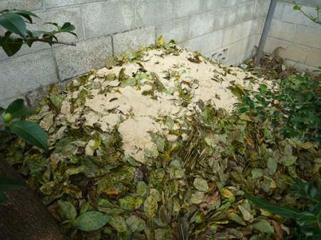 埼玉菜園（蜜蜂の空家）