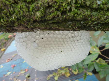 埼玉菜園（蜜蜂の空家）