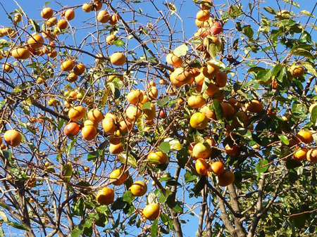 次郎柿の葉