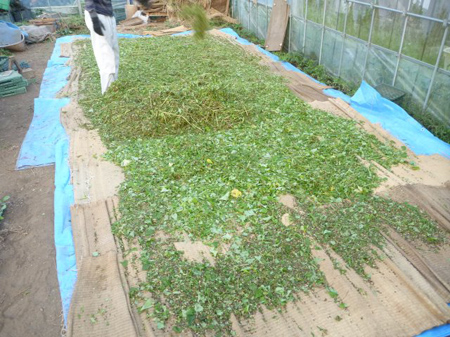 根小屋蕎麦の収穫