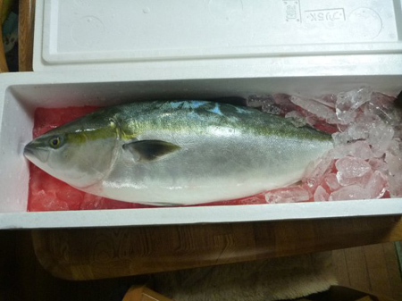 天然の証し骨折鯛