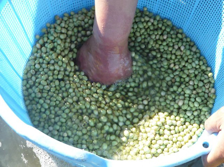 寒仕込み津久井在来大豆味噌