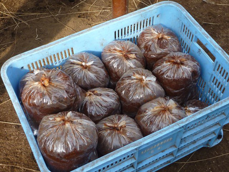 寒仕込み津久井在来大豆味噌