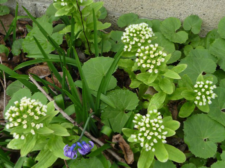 花盛り　３