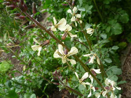 花盛り　４