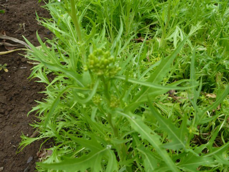 花盛り　５