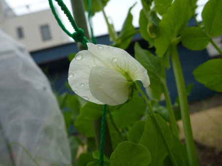 花盛り　７