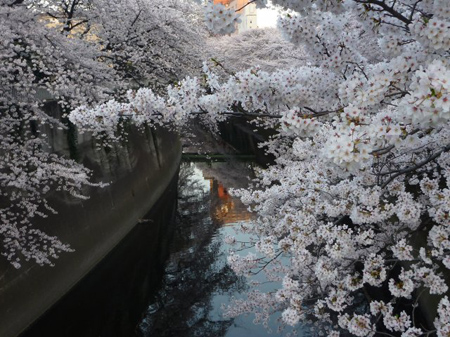 面影橋の桜