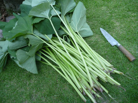 蕗