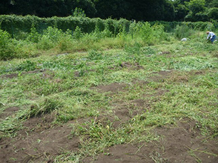 根小屋の畑