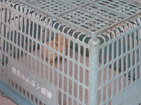 ひよこが脱走