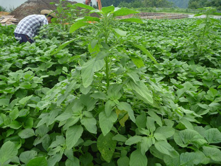 根小屋蕎麦播種
