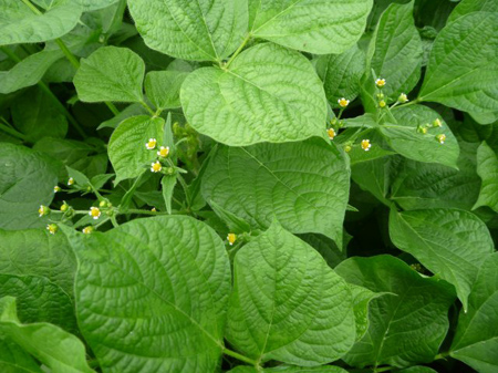 根小屋蕎麦播種