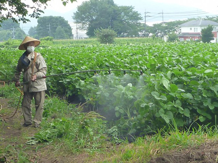 根小屋蕎麦播種
