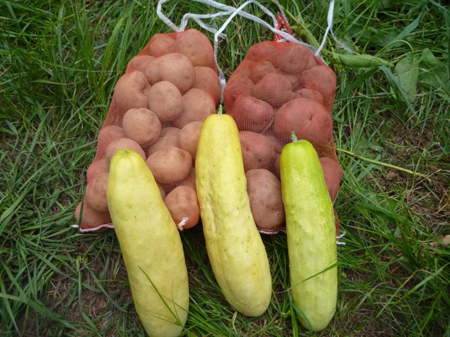 檜原村蕎麦畑（除草）