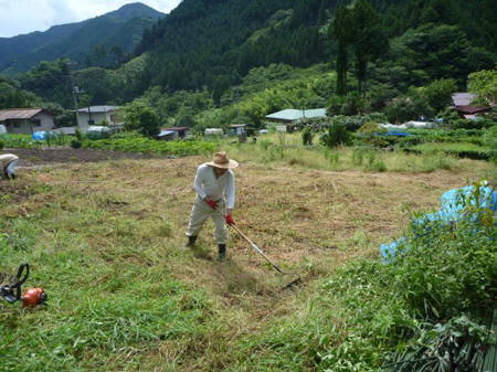 残った除草
